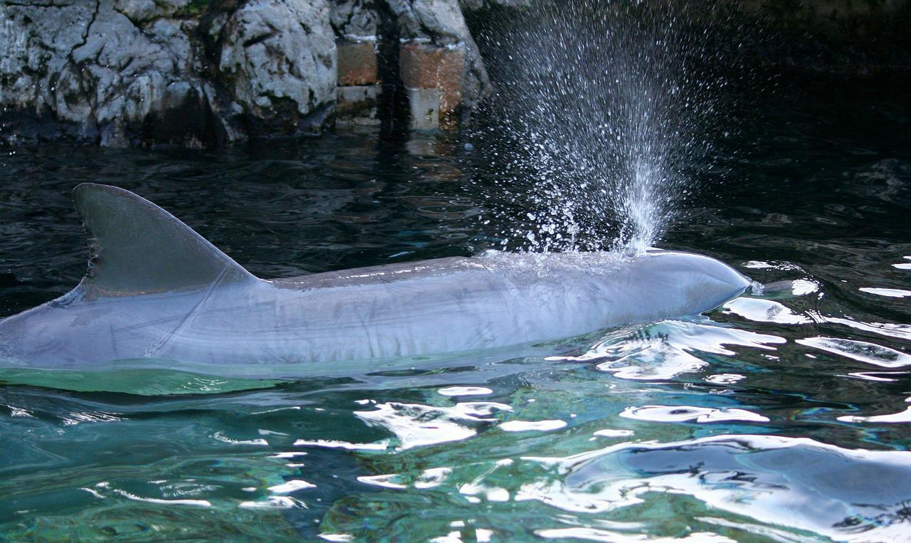 dolphin, marine mammal, blow hole-58416.jpg